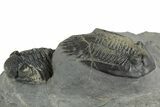 Multi-Toned Mrakibina Trilobite with Morocops - Mrakib, Morocco #353043-2